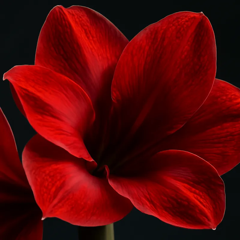 Amaryllis - klassisch - Bild 2