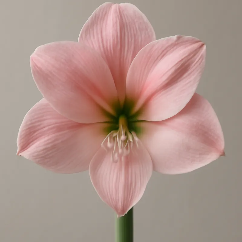 Amaryllis - Rosa