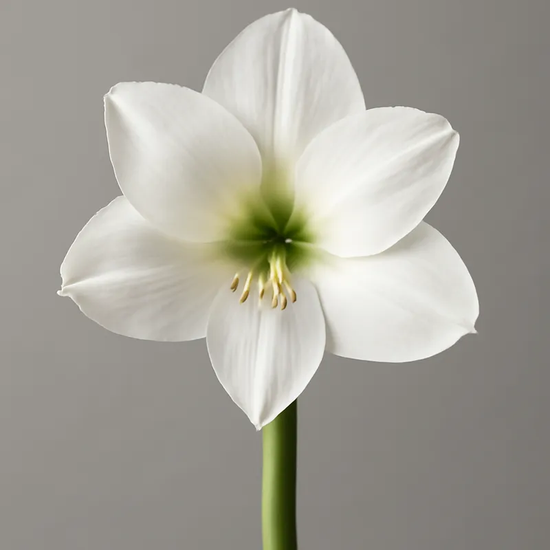 Amaryllis - weiss