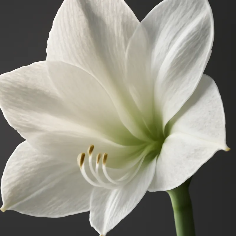 Amaryllis - weiss - Bild 2
