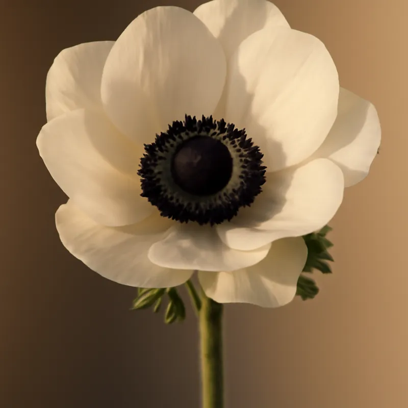 Anemone - klassisch