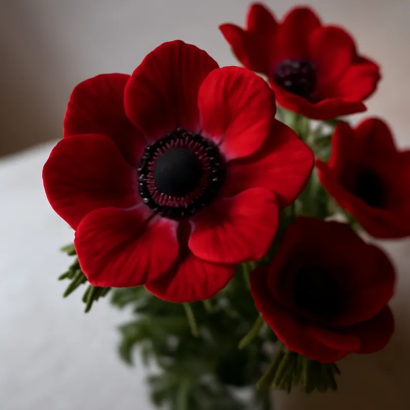 Anemone - rot - Bild 3