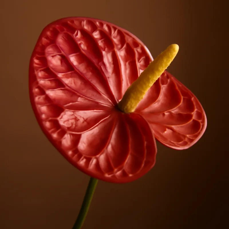 Anthurium (Flamingoblume) - klassisch
