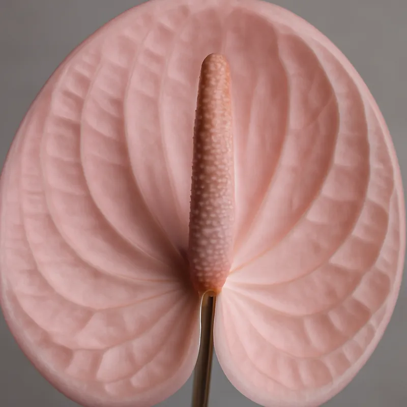 Anthurium (Flamingoblume) - rosa - Bild 2