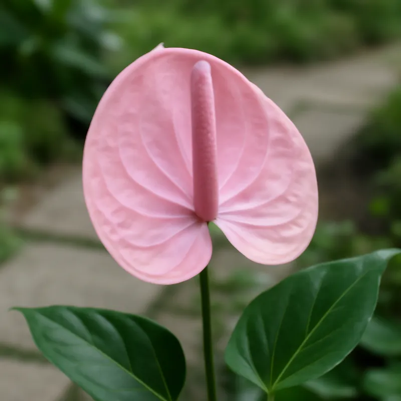 Anthurium (Flamingoblume) - rosa - Bild 4