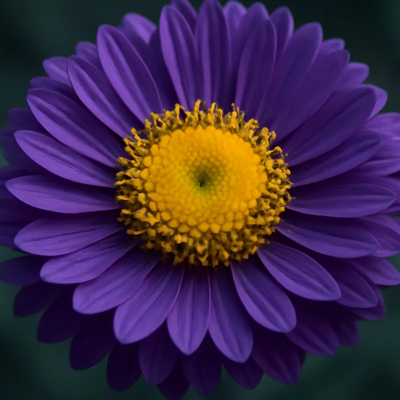 Aster - klassisch - Bild 2