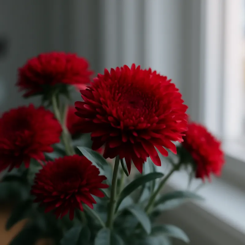 Aster - rot - Bild 3