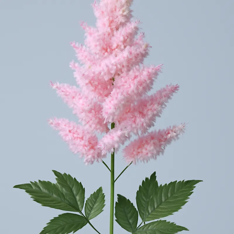 Astilbe - klassisch