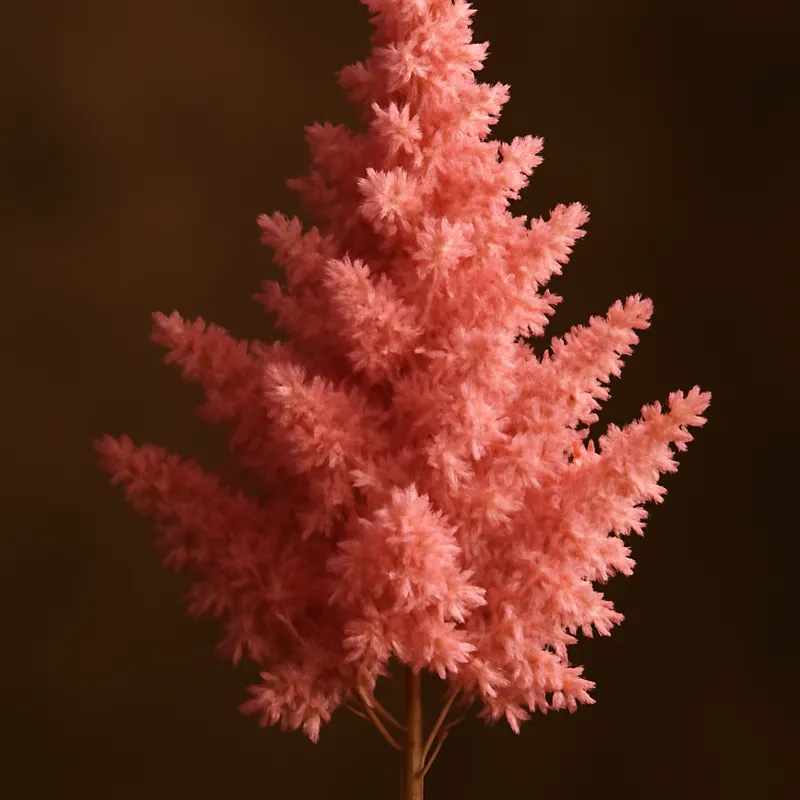 Astilbe - klassisch - Bild 2