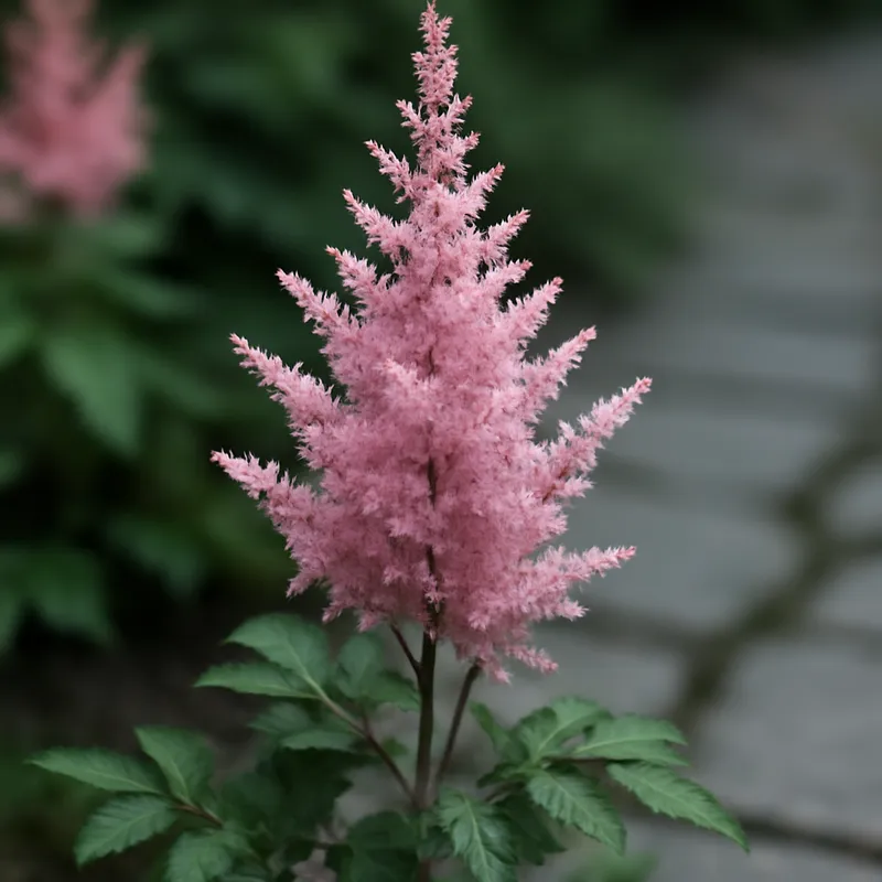 Astilbe - klassisch - Bild 4