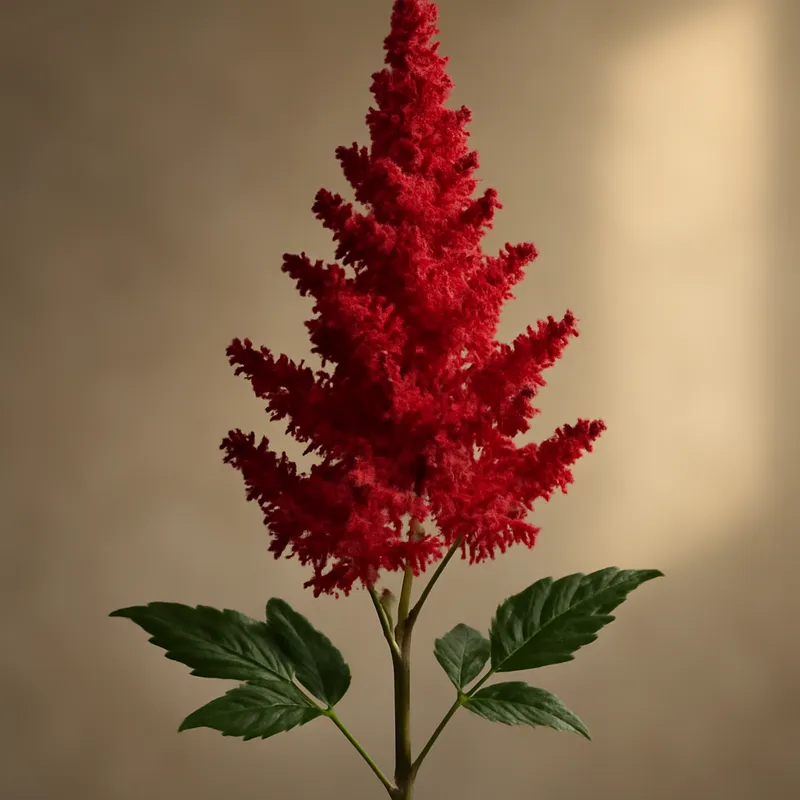 Astilbe - rot