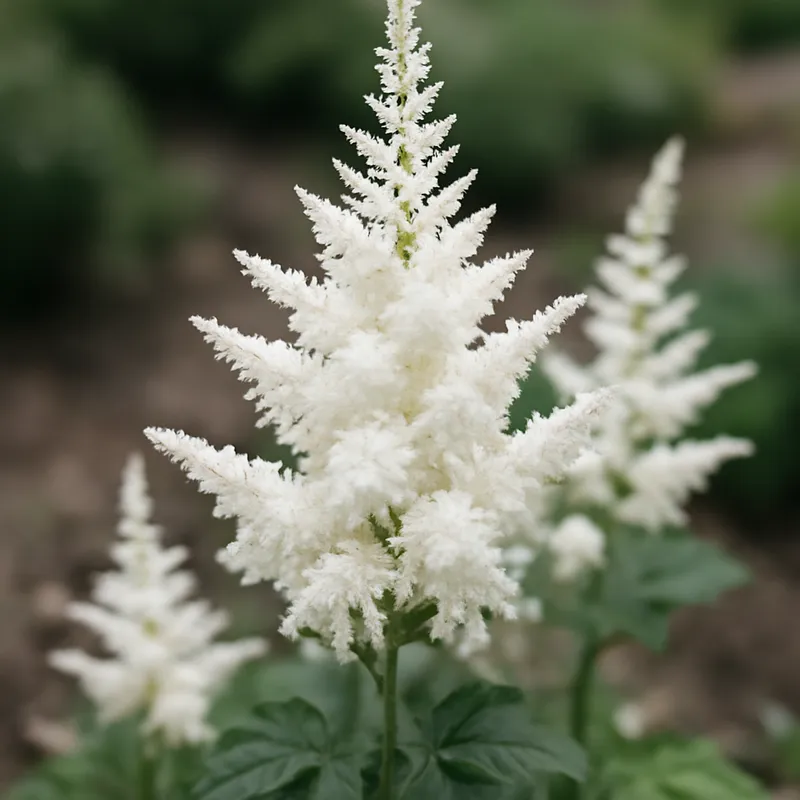 Astilbe - weiss - Bild 4