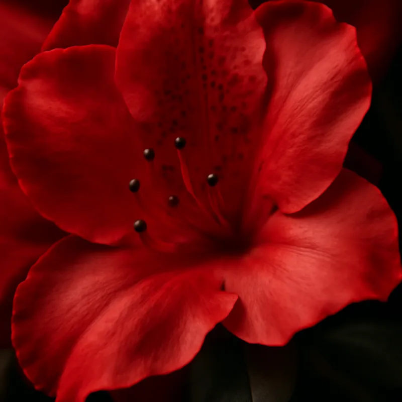 Azalee - rot - Bild 2