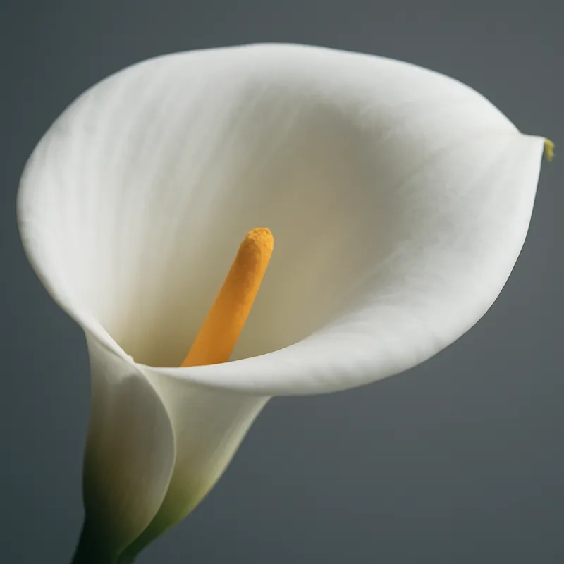 Calla - klassisch - Bild 2