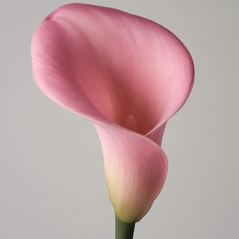 Calla - rosa