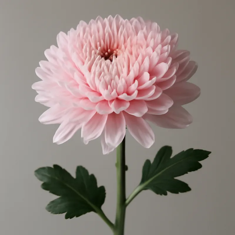 Chrysantheme - Rosa