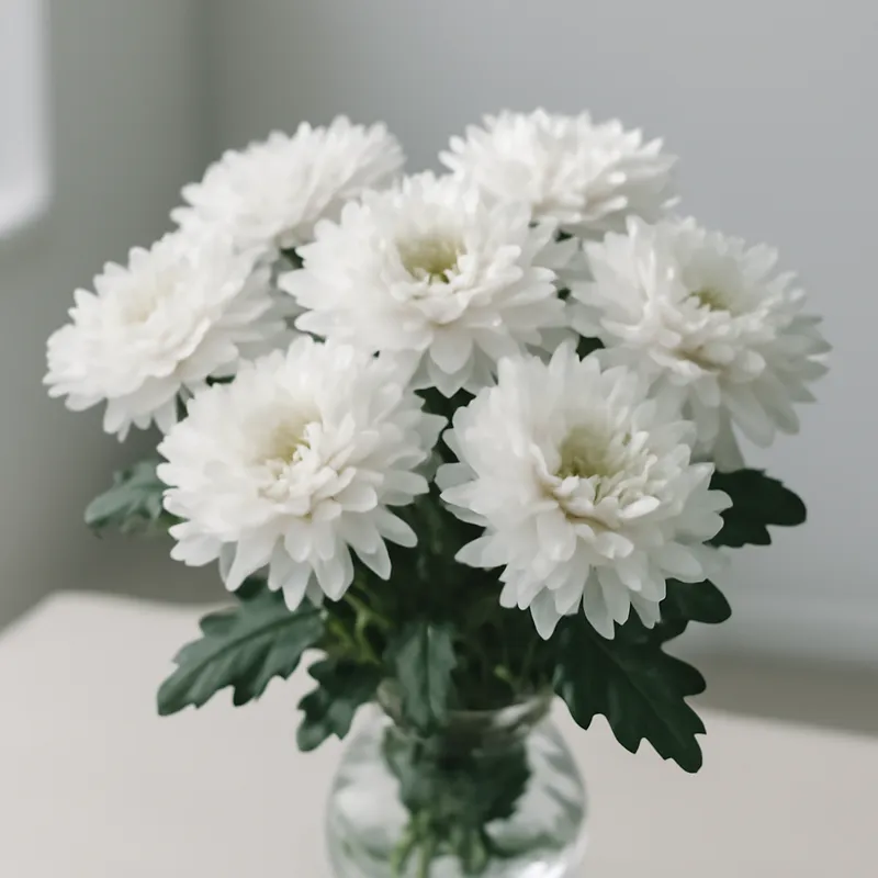 Chrysantheme - weiss - Bild 3
