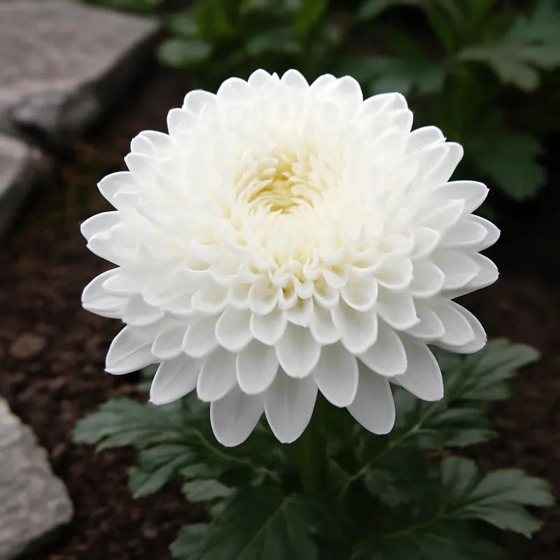 Chrysantheme - weiss - Bild 4