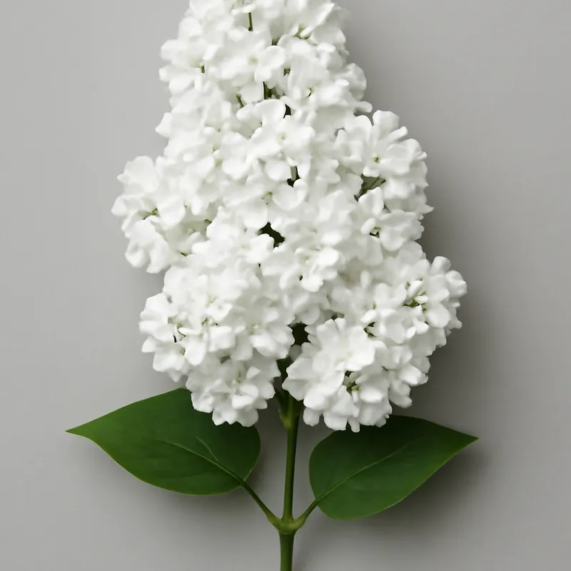 Flieder - weiss