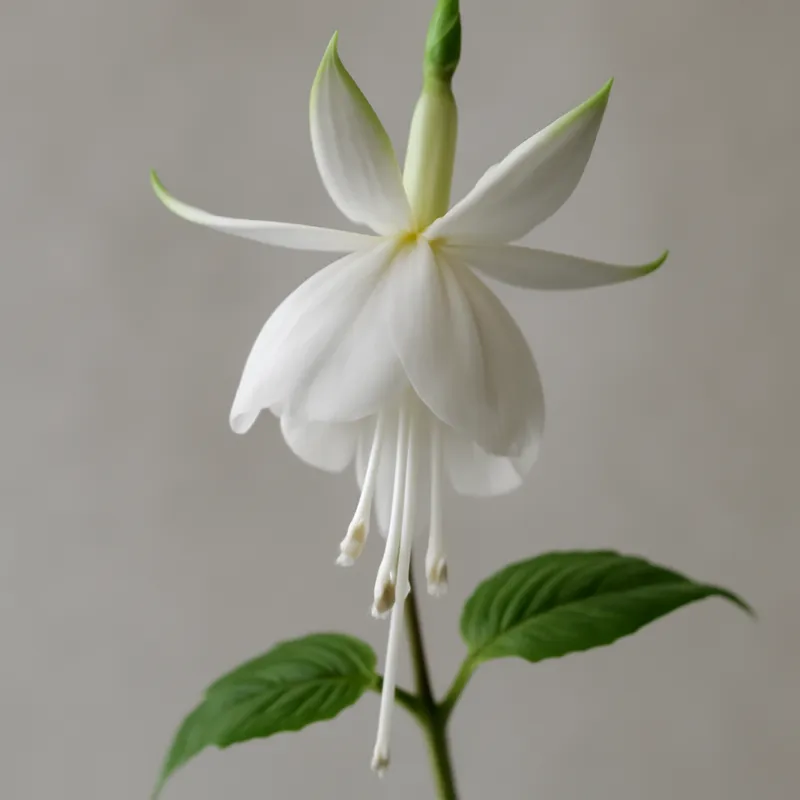 Fuchsie - Weiss