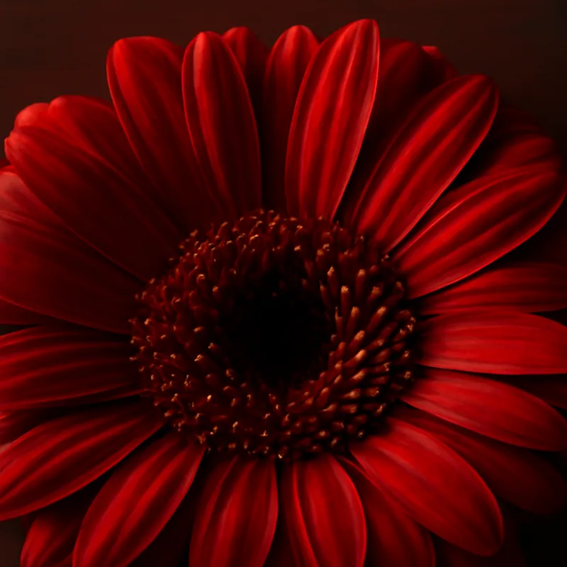 Gerbera - rot - Bild 2
