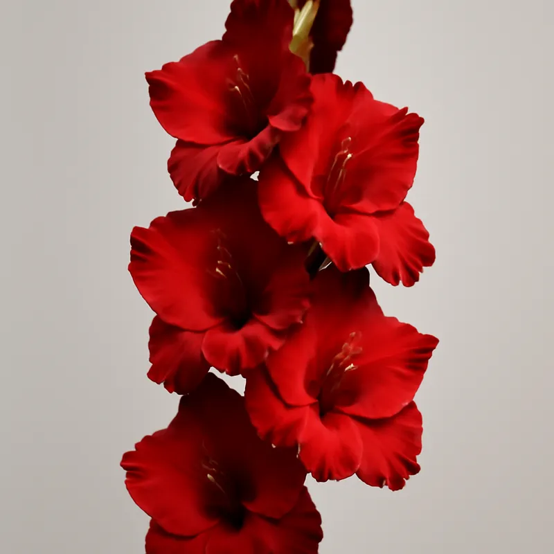 Gladiole - rot