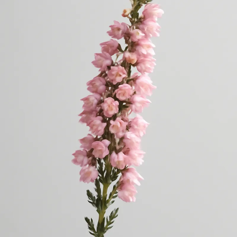 Heidekraut - rosa