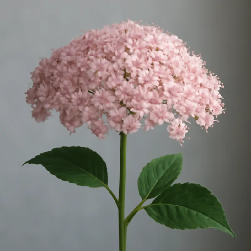 Holunder - rosa