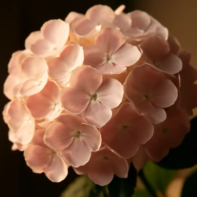 Hortensie - klassisch - Bild 2