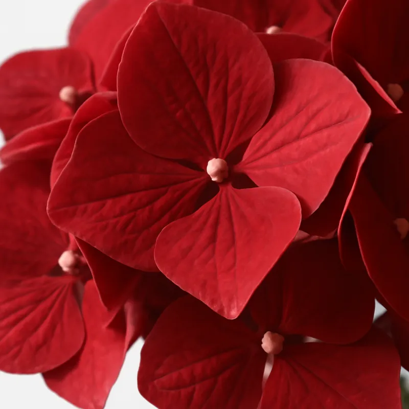 Hortensie - rot - Bild 2