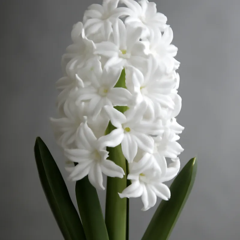 Weisse Hyazinthe in elegantem Topfarrangement