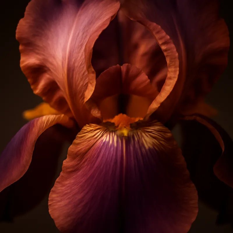 Iris - klassisch - Bild 2