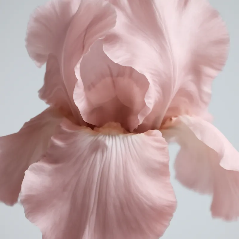 Iris - rosa - Bild 2