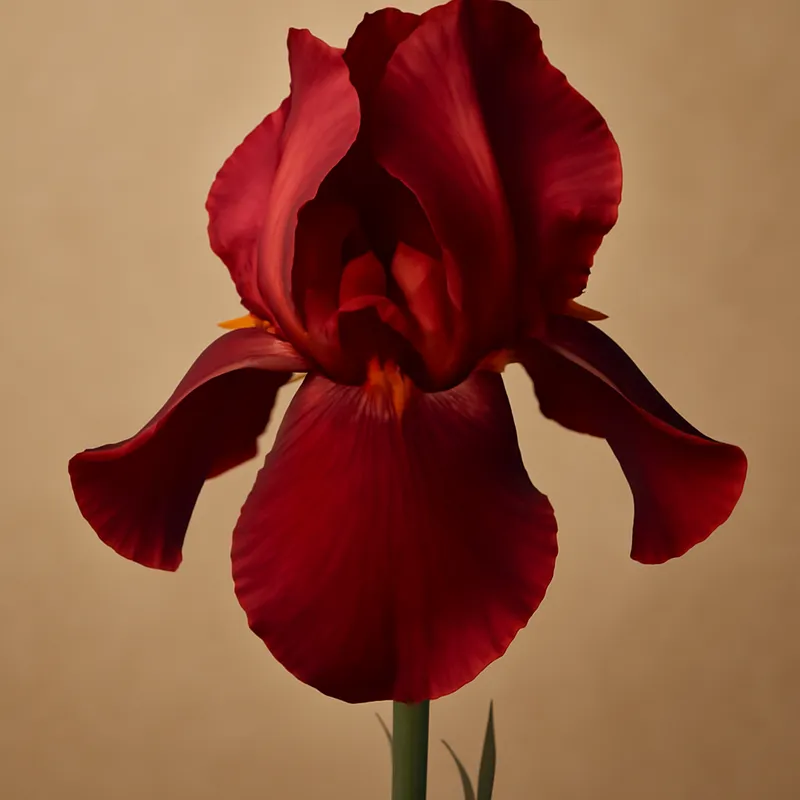 Iris - rot