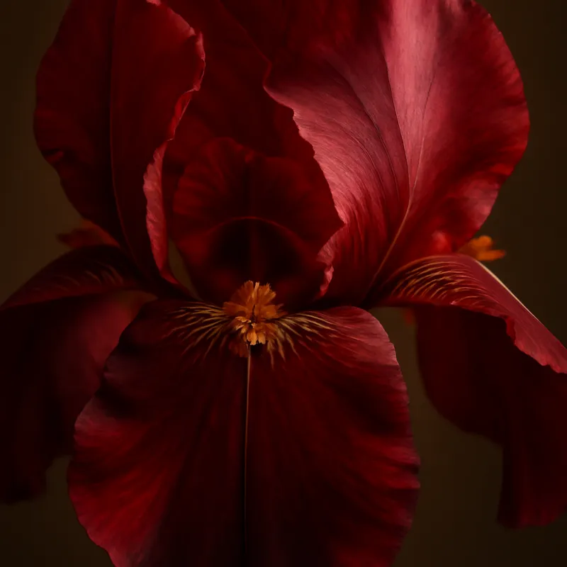 Iris - rot - Bild 2