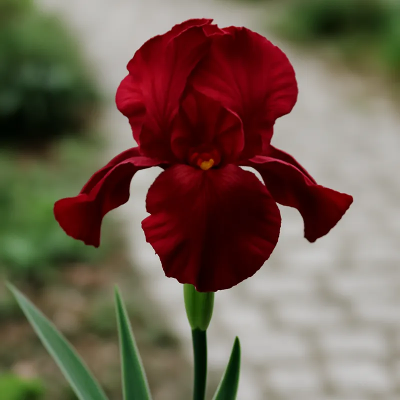 Iris - rot - Bild 4