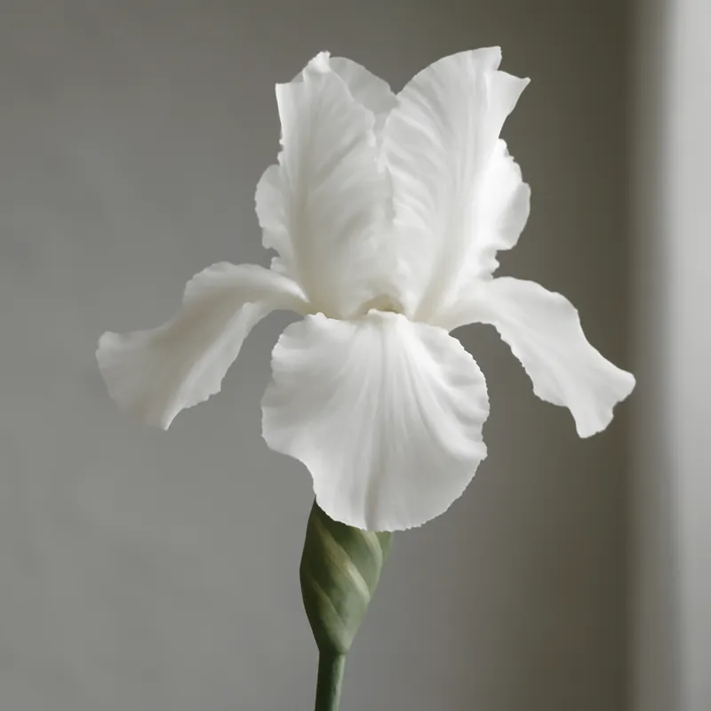Iris - weiss