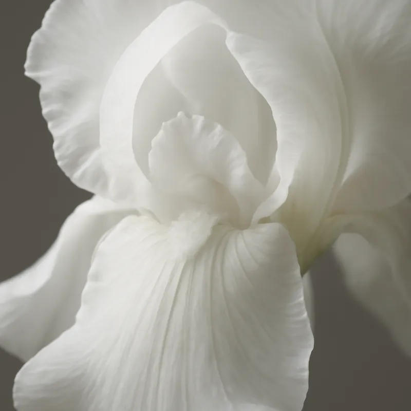 Iris - weiss - Bild 2
