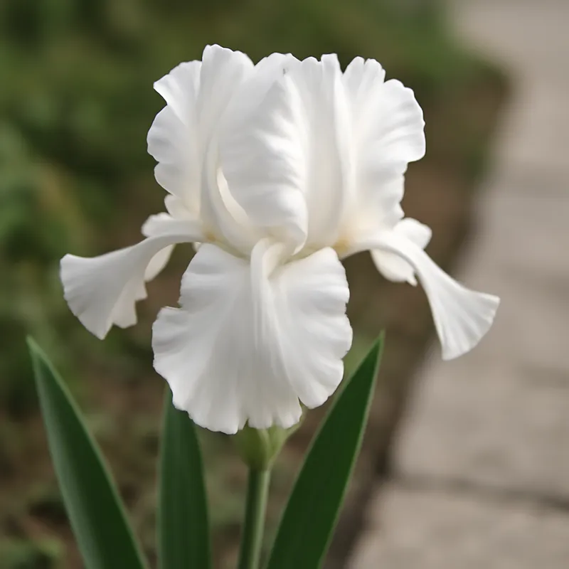 Iris - weiss - Bild 4