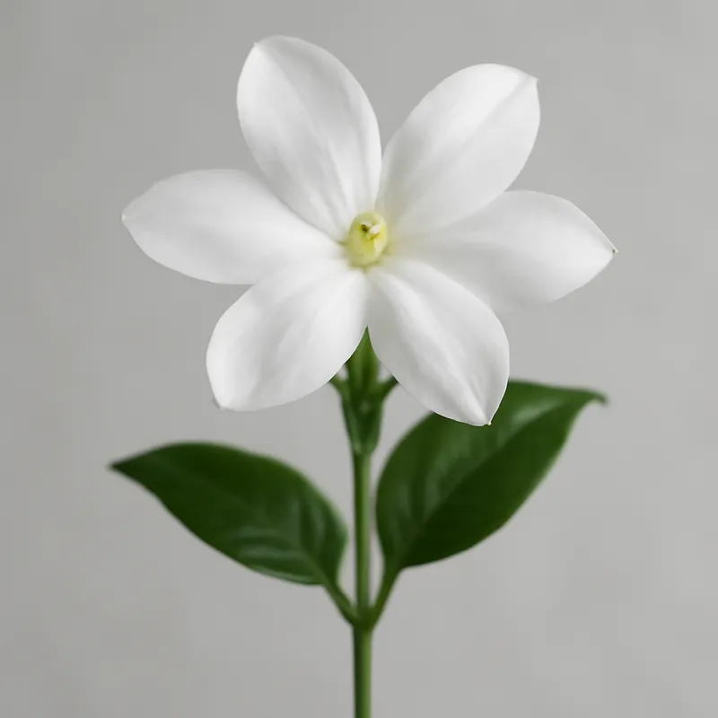Jasmin - klassisch