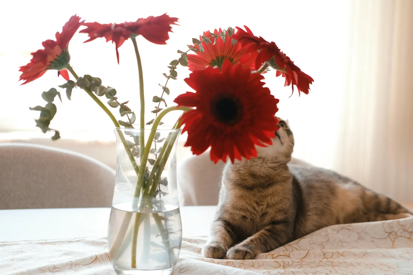 Katze neben einer Vase mit roten Gerberablumen auf dem Tisch, Gerbera ist oft eine sicherere Wahl in Haushalten mit Haustieren