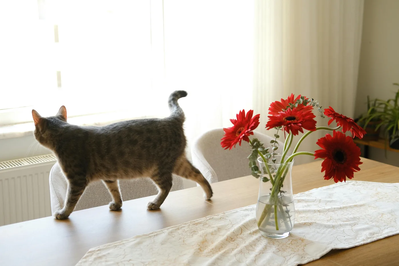 Katze auf Esstisch neben einer Vase mit roten Schnittblumen in hellem, skandinavischem Zuhause