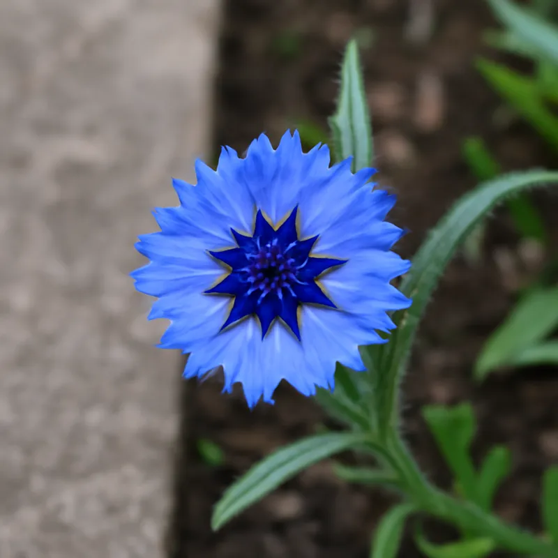 Kornblume - klassisch - Bild 4