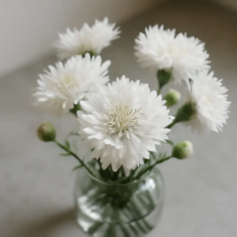 Kornblume - weiss - Bild 3