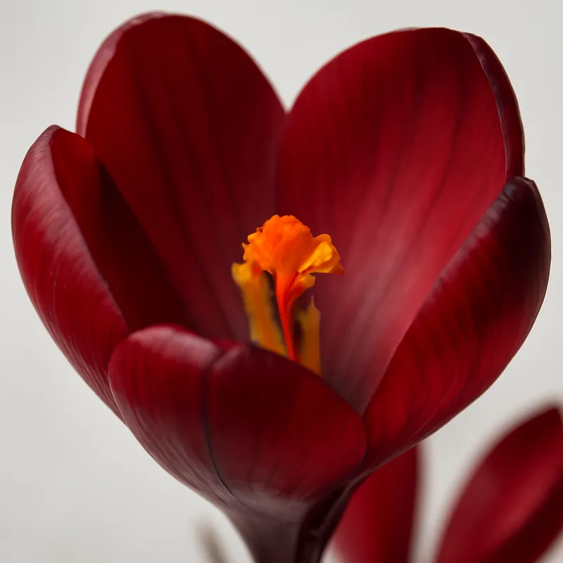 Krokus - rot - Bild 2