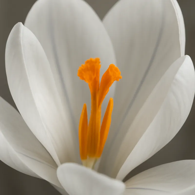 Krokus - weiss - Bild 2