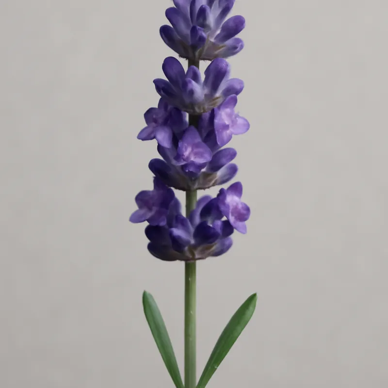 Lavendel - klassisch