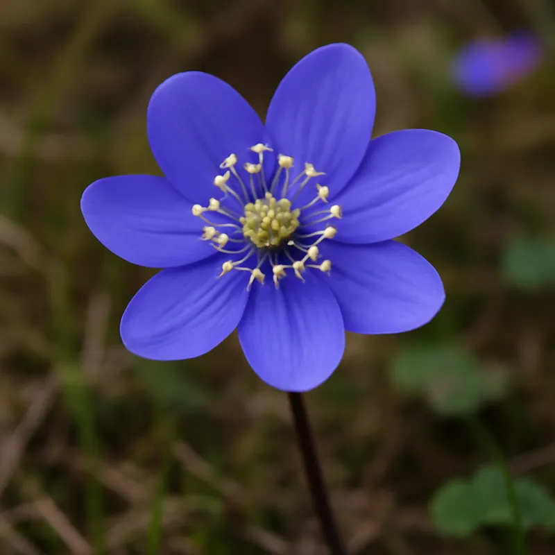 Leberblümchen - klassisch - Bild 4