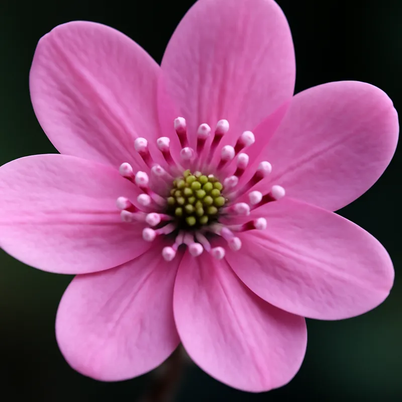 Leberblümchen - rosa - Bild 2