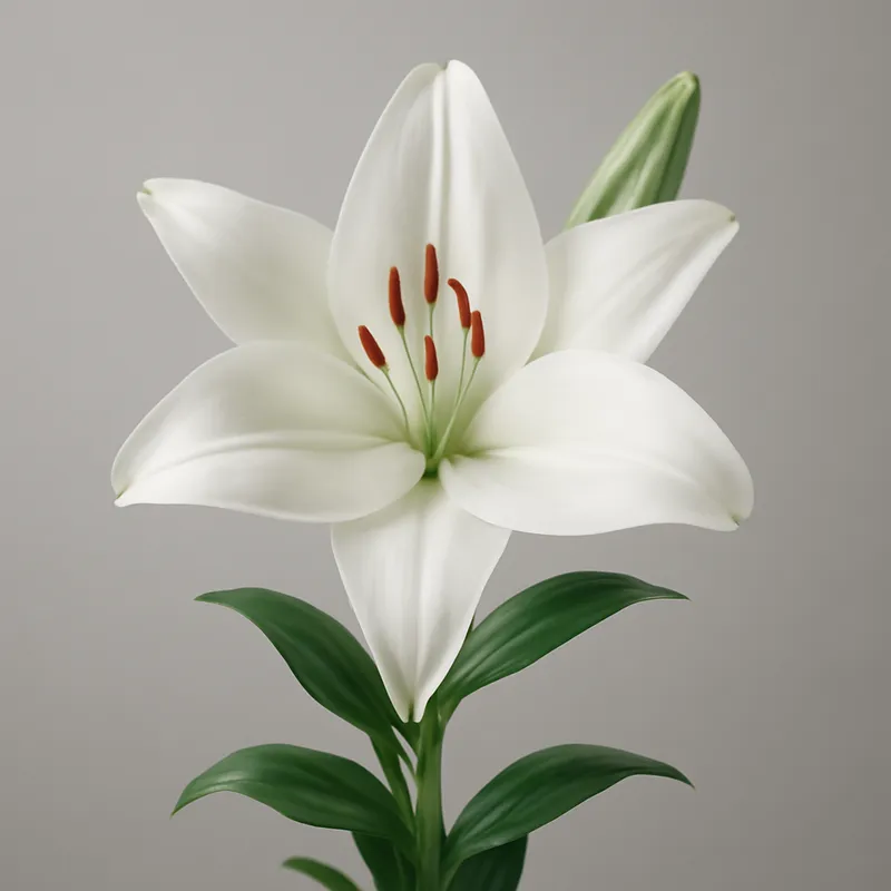 Lilie - reine und elegante Blume